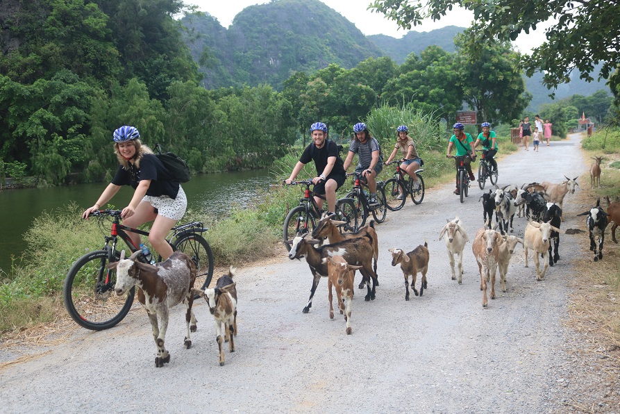 Ninh Binh Cycling Tour Hoa Lu, Tam Coc, Cuc Phuong 2 Days